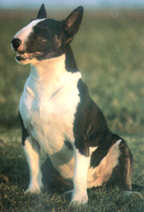 obelix campione mondiale '89